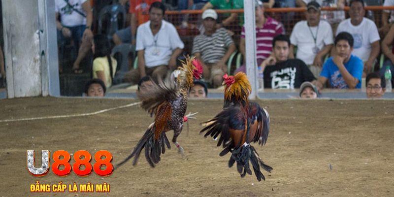 ok99 đăng nhập mậu binh khuyến mãi