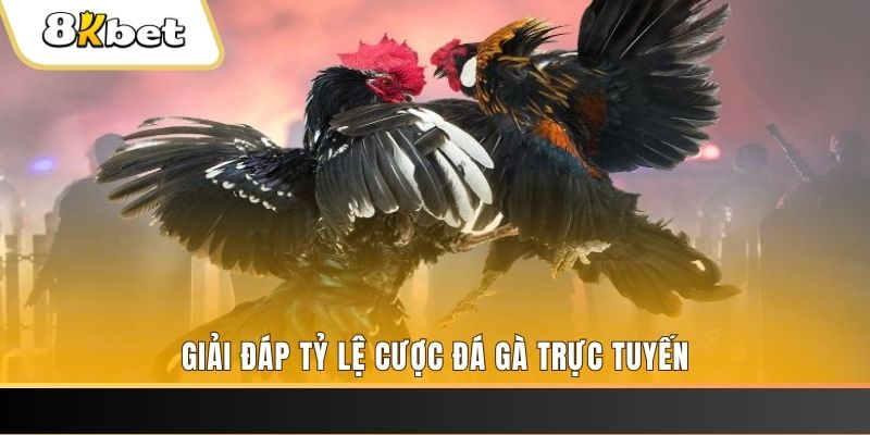ok99 trực tiếp đá gà thomo
